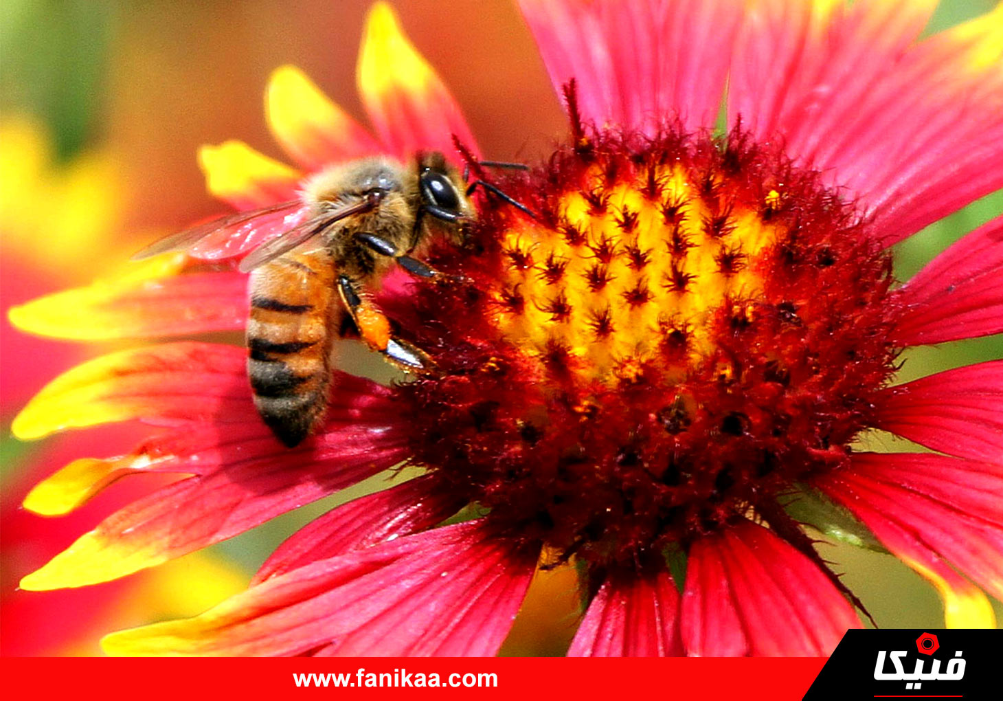 آموزش پرورش زنبور عسل