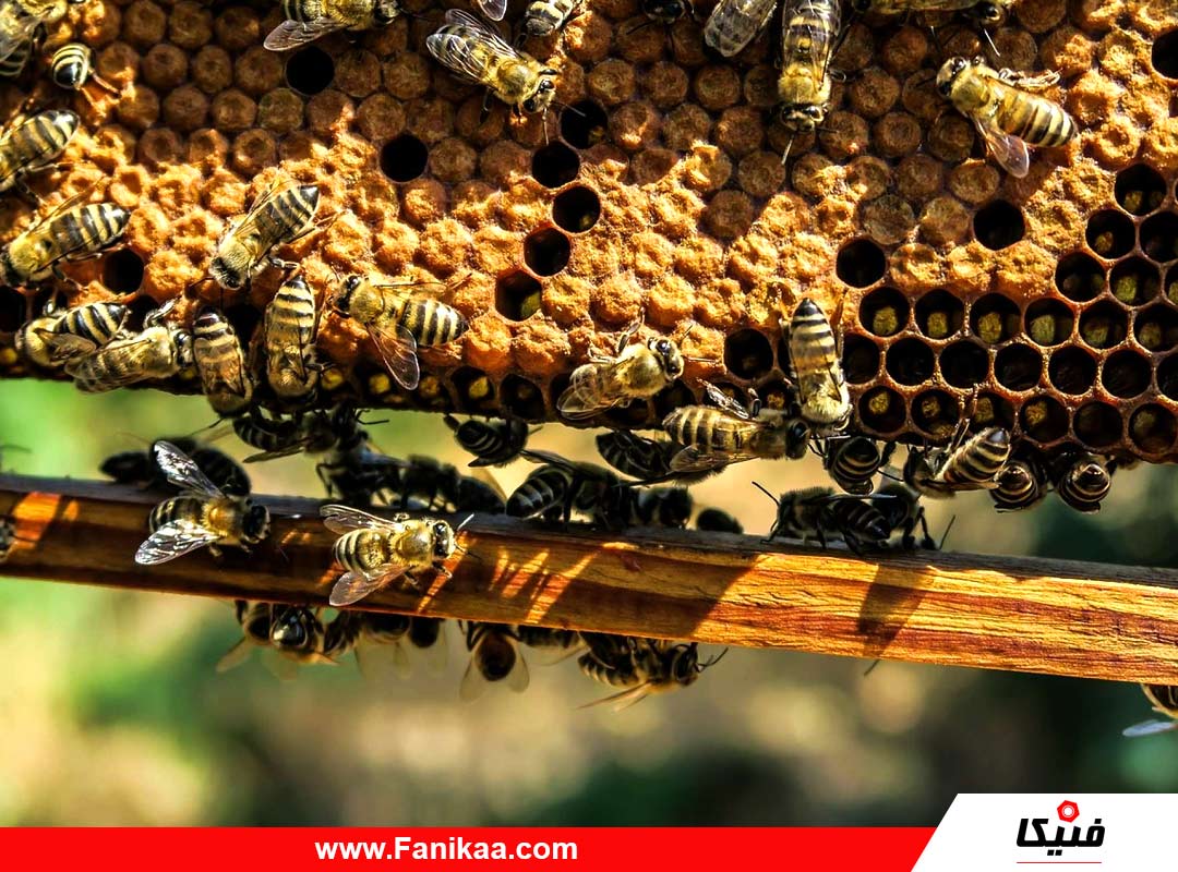 آموزش پرورش زنبور عسل و کسب درآمد از تولید عسل