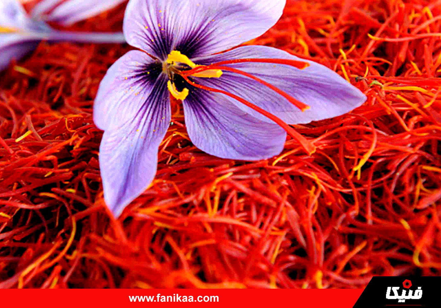 safforn.fanikaa شناخت انواع زعفران و تفاوت های آنها