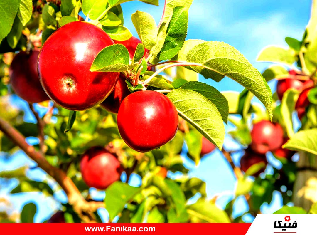 آموزش پیوند زدن درخت میوه و فصل مناسب برای پیوند