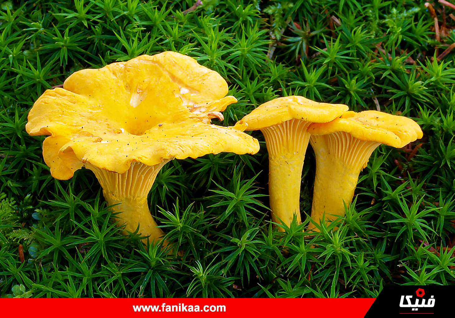 Cantharellus_fanikaa-01 فنیکا قارچ زرد کیجا چه نوع قارچی