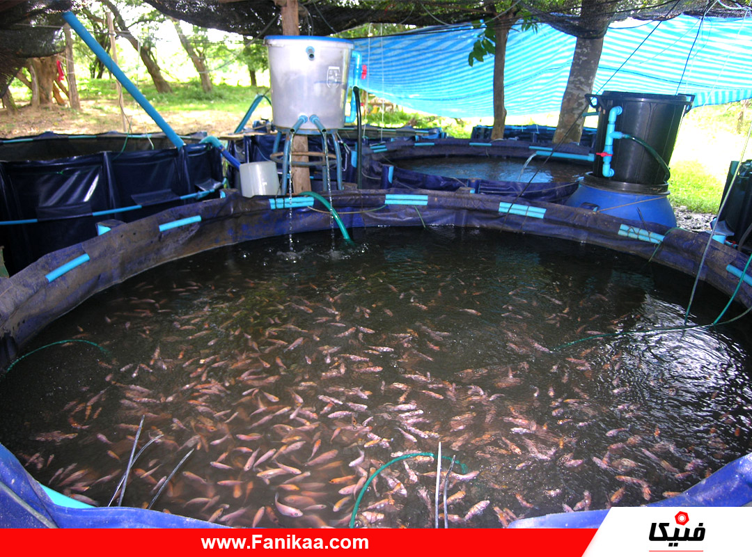 سرمایه گذاری و تولید ماهیان سردابی