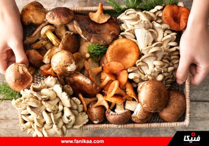 mushroom_nutrition1-fanikaa- قنیکا