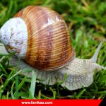 snail-fanikaa-01 شناخت حلزون های مختلف