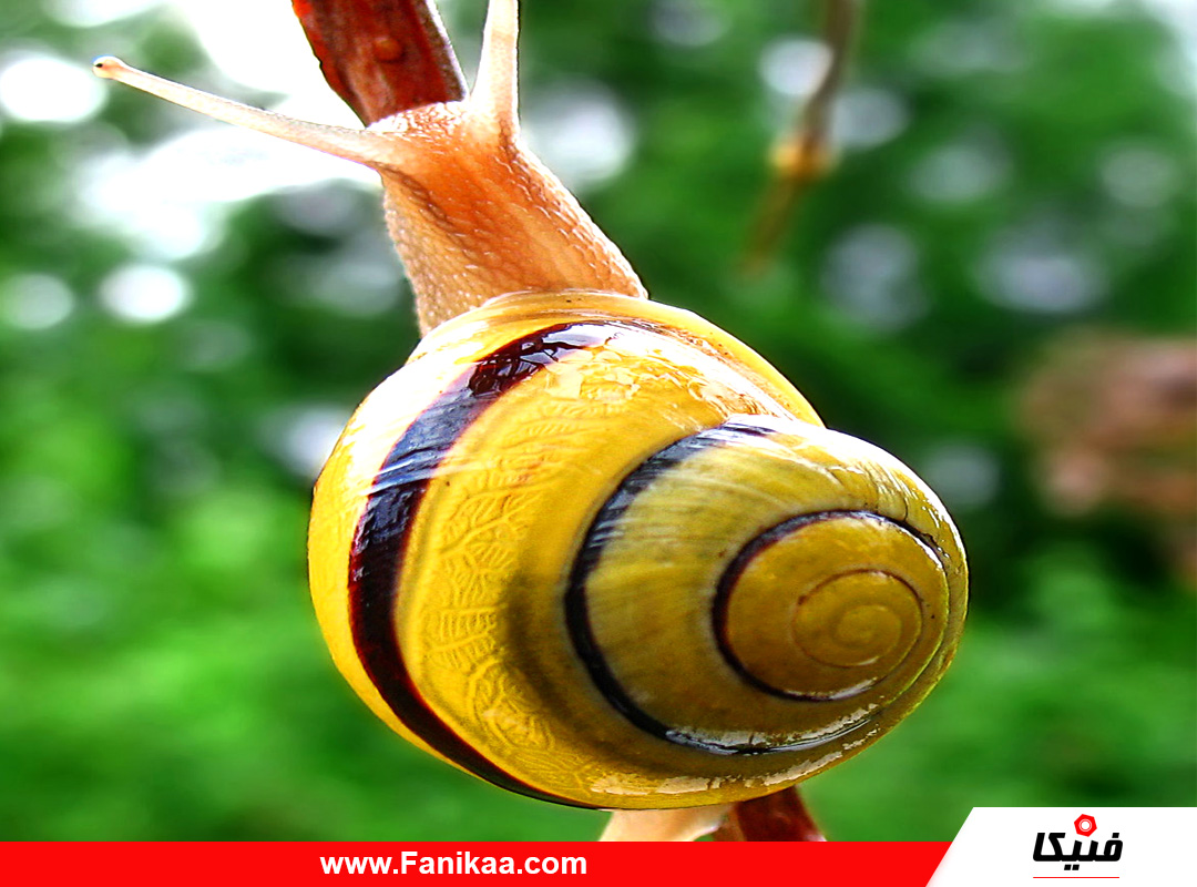 snail-fanikaa-02 حلزون