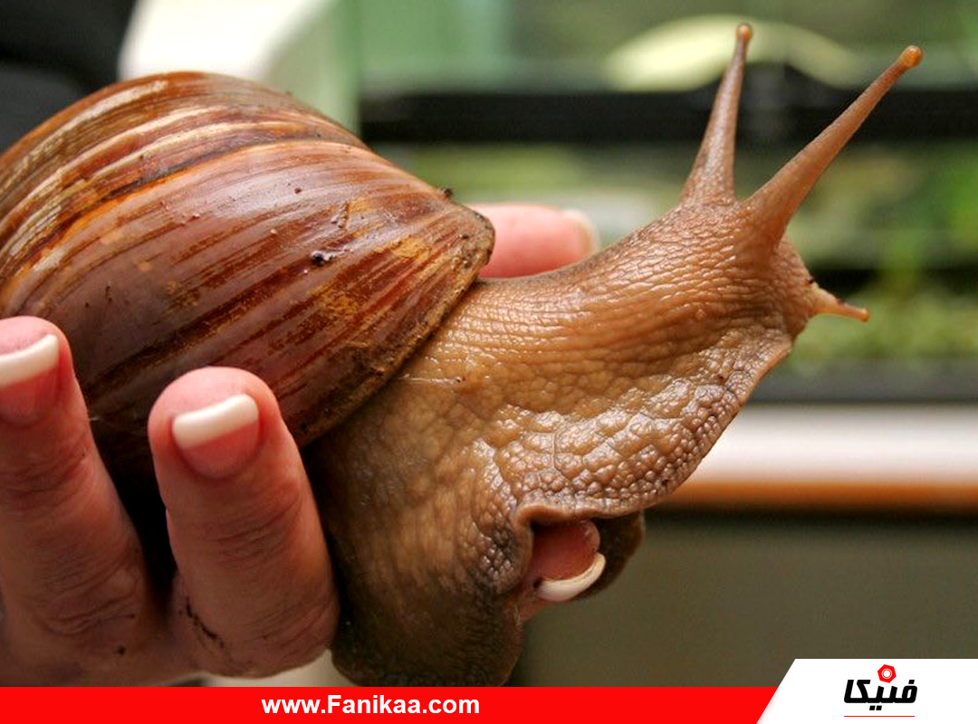 snails-fanikaa-03 حلزون فنيكا