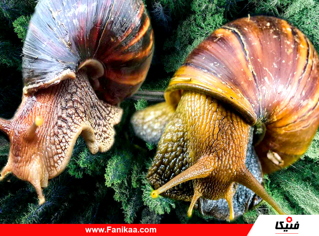 snails-fanikaa-04 حلزون فنيكا