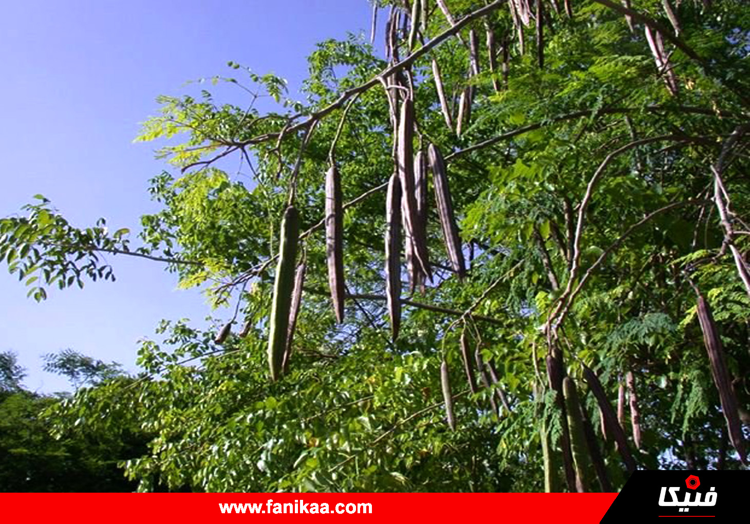 Moringa-fanikaa-02 فنیکا درخت مورینگای جنوب ایران
