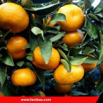 narengi-fanikaa-01 فنیکا چطور از کاشت نارنگی سود آوری کنیم؟