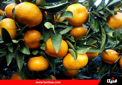 narengi-fanikaa-01 فنیکا چطور از کاشت نارنگی سود آوری کنیم؟