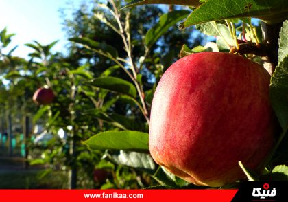 seb-fanikaa-01 فنیکا آموزش کشت و پرورش درخت سیب